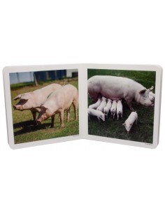 Animales en Familia 1 2